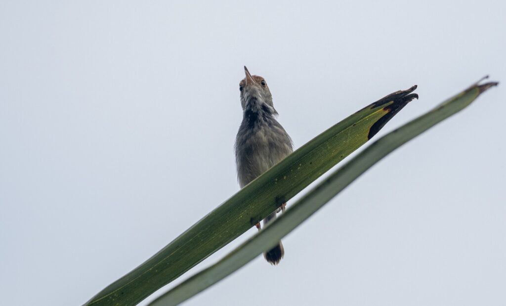 Cambodian tailorbird perched on vegetation