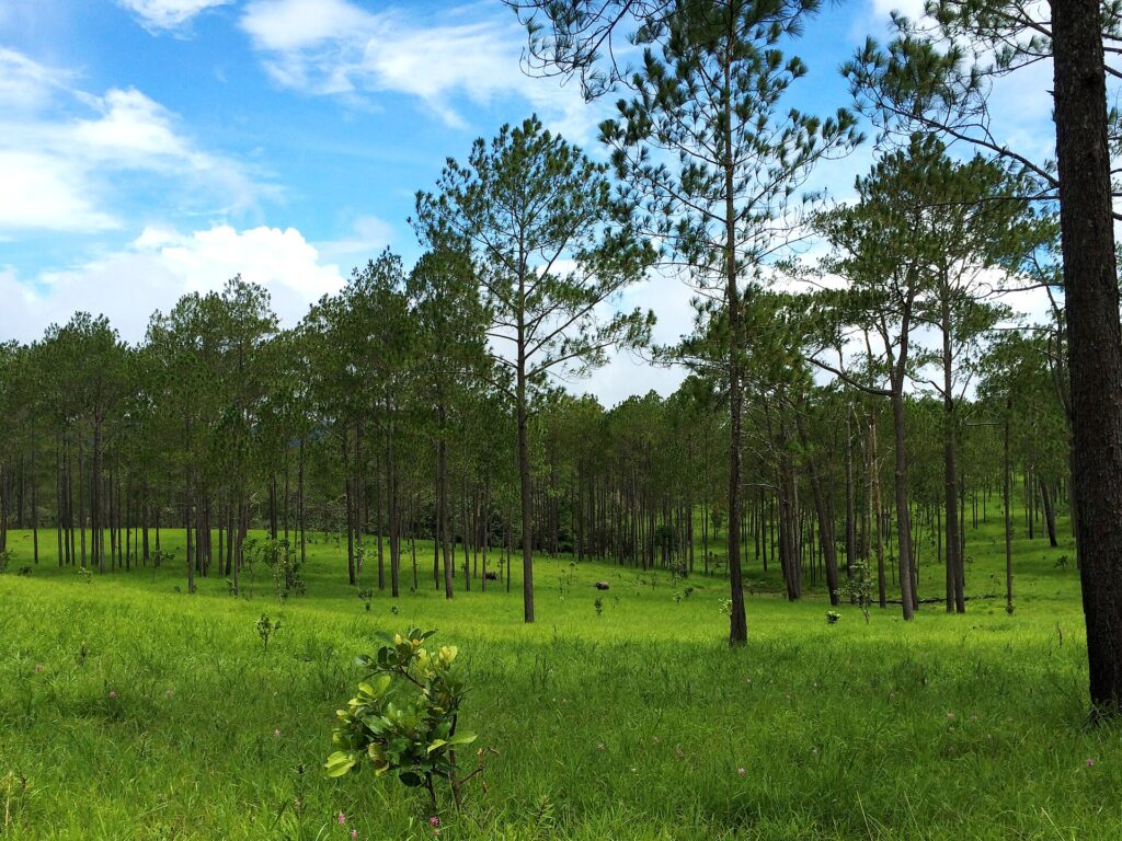 Pine forest at Kirirom