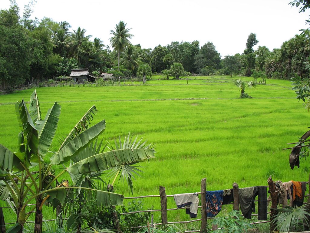 Rice fields in Pursat